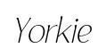 Yorkie