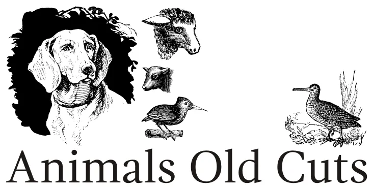 Animals Old Cuts author illustration