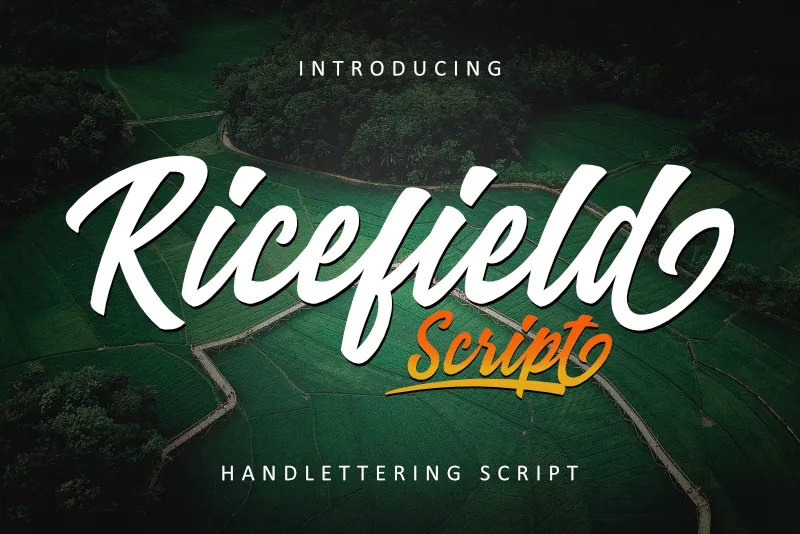 Ricefield author illustration