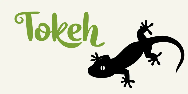 Tokeh author illustration