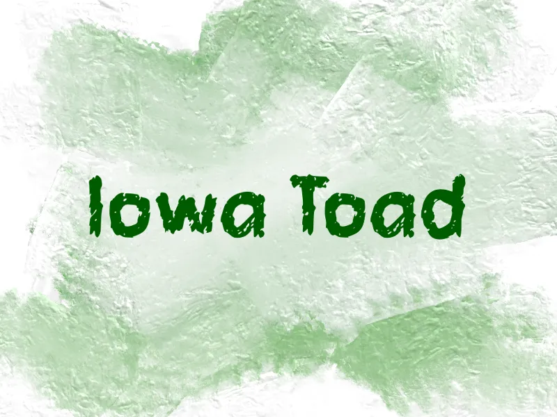 i Iowa Toad author illustration
