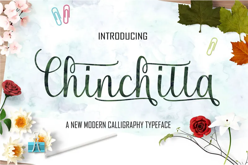 Chinchilla author illustration