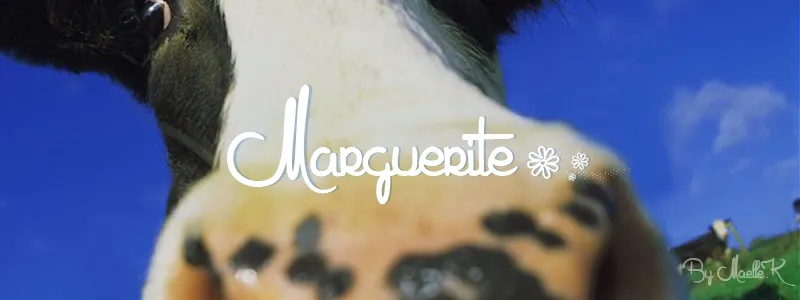 Marguerite author illustration